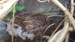 Nature on our doorsteps: Nest building