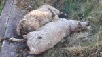 ‘Disgrace’ two sheep carcasses dumped along busy laneway