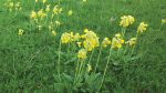 Nature on our doorsteps: The Primrose family