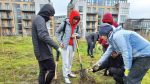 Secondary students create native woodland to promote biodiversity