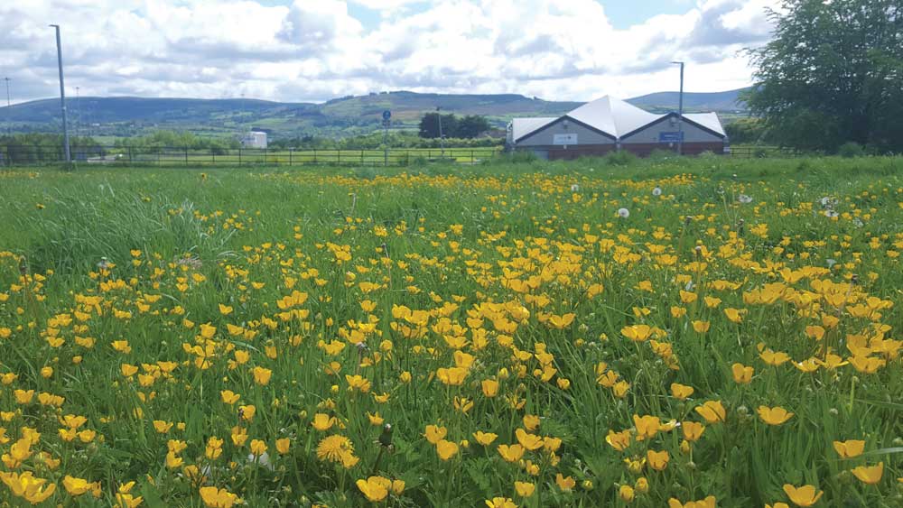 Nature on our Doorsteps: Buttercups