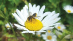 Nature on our doorsteps: Leaf-cutter bees