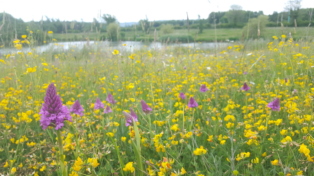 Nature on our doorsteps: Stars of the Meadows