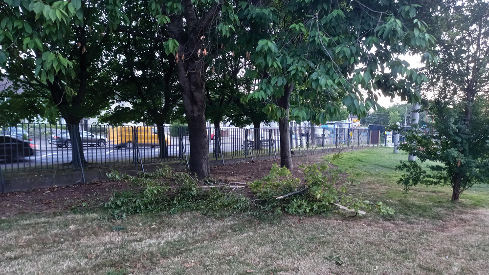 Six trees damaged at People’s Park by ‘mindless vandalism’