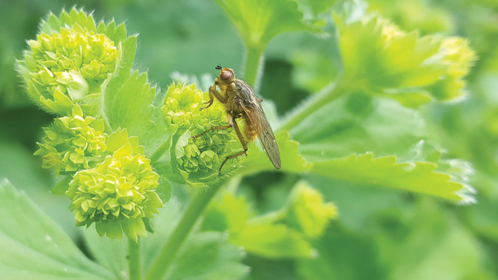 Nature on our doorsteps: Ghoulish infection in a fly