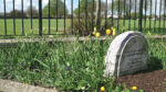 €14k boost for Pearse Park  to create biodiversity space