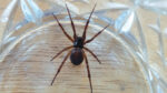 Nature on our doorsteps: Spider visitors