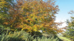 Nature on our doorsteps: Beech trees in autumn