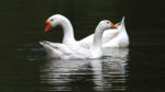 Mystery of the missing goose puzzles volunteers
