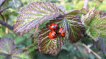 Nature on our doorsteps: Ladybirds in winter