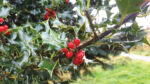 Nature on our doorsteps: Why some Holly bushes never produce berries
