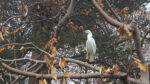 Nature on our doorsteps: Long-legged Herons