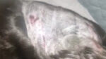 ‘Sickening’ attack on family pet dog in back garden