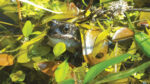 Nature on our doorsteps: Froggy Facts