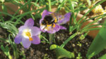 Nature on our doorsteps: Bees after the winter