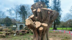 Demand to see report on ‘iconic’ cypress tree