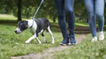 Owners asked to leash their dogs after  elderly woman almost knocked down
