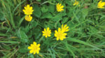 Nature on our doorsteps: Flashy springtime buttercups