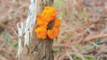 Nature on our doorsteps: Jelly-like fungi