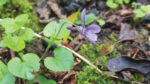 Nature on our doorsteps: Enticing Violets