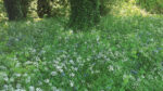 Nature on our doorsteps: Successful Bluebells