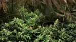Cannabis, shotgun cartridges and cash seized in Garda raid