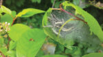 Nature on our doorsteps: Webs of caterpillars