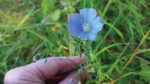 Nature on our Doorstep: Pale Flax, a success story