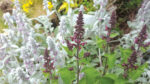 Nature on our doorsteps: Hedge Woundwort