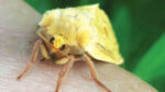 Nature on our doorsteps: Ghost Moths