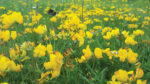 No Mow May campaign allows Irish wildflowers chance to grow