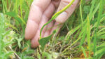Nature on our doorsteps – A very unusual fern