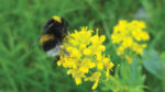 Use of Glyphosate herbicide has been branded ‘disturbing’