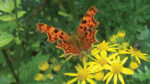 Nature on our doorsteps: Pre-flight procedures