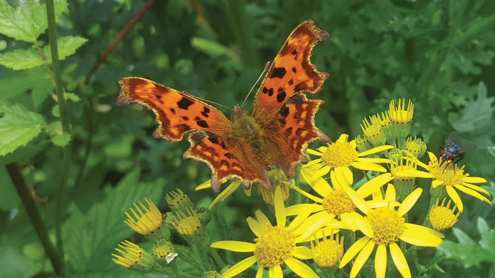 Nature on our doorsteps: Pre-flight procedures Nature on our doorsteps: Pre-flight procedures