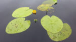 Nature on our doorsteps: Well-adapted Water Lilies