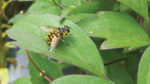 Nature on our Doorsteps: An insect ‘caped crusader’