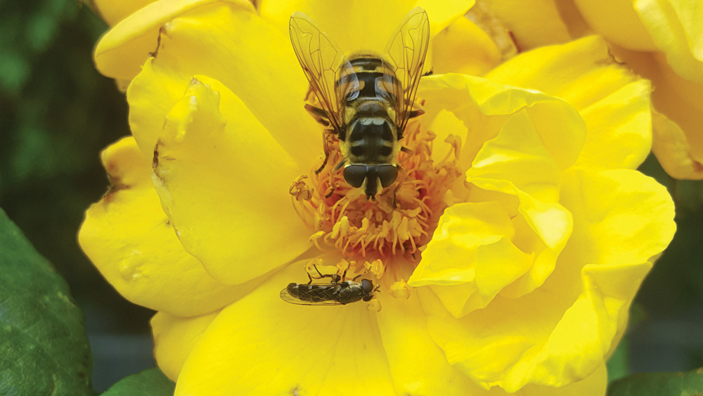Nature on our Doorsteps: An insect ‘caped crusader’ | Echo.ie