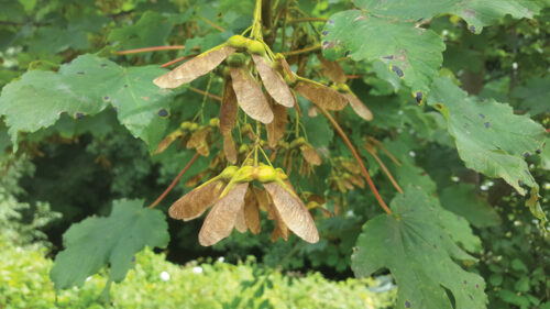 Nature on our Doorsteps: Sycamore helicopters | Echo.ie