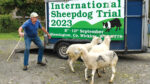 Blessington prepares for International Sheepdog Trials
