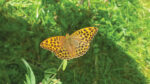 Nature on our Doorsteps: Ireland’s largest butterfly