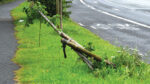 Storm Betty ruled out as damaged trees were vandalised before adverse weather