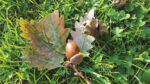 Nature on our Doorsteps: The Mother of the Oak