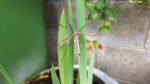 Nature on our doorsteps: Dancing Craneflies