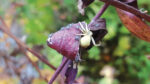 Nature on our Doorsteps: A mother spider’s sacrifice