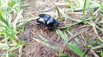 Nature on our Doorsteps: Dung, a treasure for some . . .