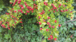 Nature on our doorsteps: Haws a key source for birds