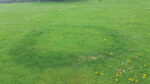 Nature on our doorsteps: Mushrooms, fungi and fairy rings
