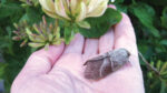 Nature on our doorsteps: Hairy Mollies …