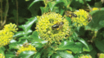 Nature on our doorsteps: Ivy, a keystone species